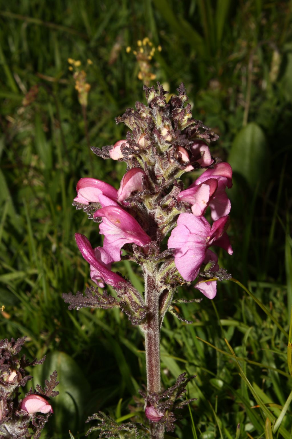 Pedicularis da ID.-1